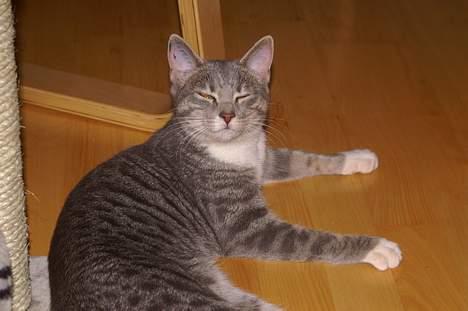 Blanding af racer Mette billede 5