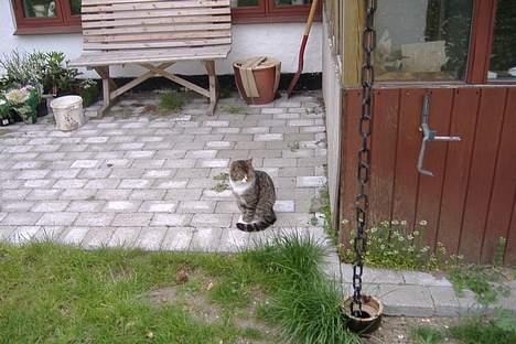 Huskat Lucifer billede 11