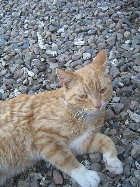 Huskat Junior - MijaU billede 9