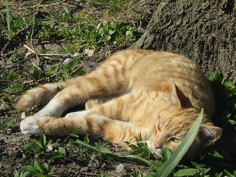 Huskat Junior - En Total Afslapningsdag billede 10
