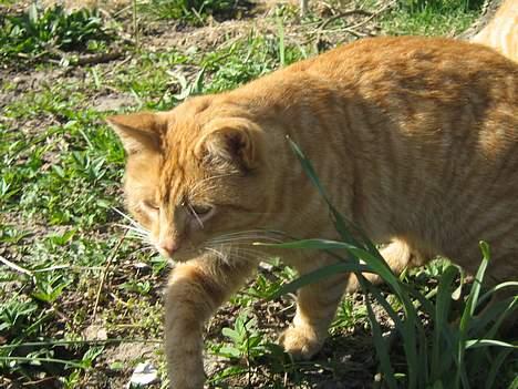 Huskat Garfield billede 15