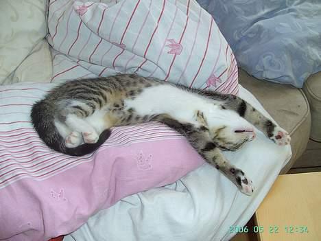 Huskat Bette Mis - En MEGET magelig missekat!! billede 2