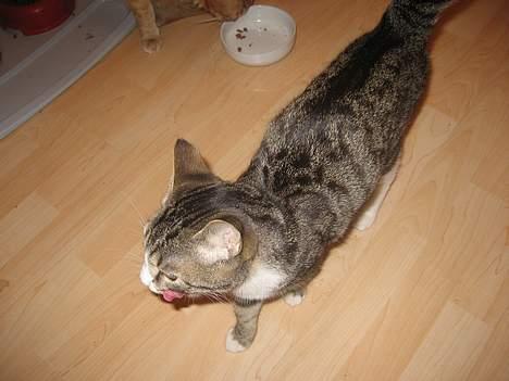 Huskat Bette Mis - "Mums det var god mad!" billede 3