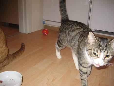 Huskat Bette Mis - Ja, ikke alle katte er lige fotogene..... billede 4