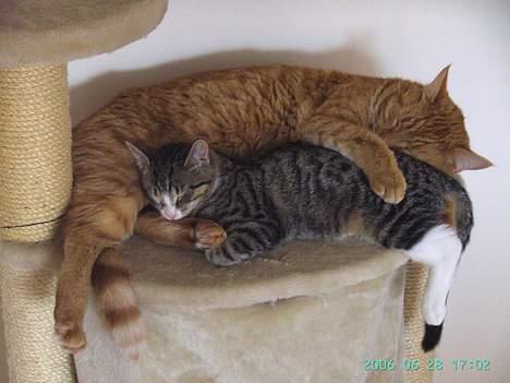 Huskat Bette Mis - garfield og bette i en af deres berømte middagslure!! billede 5