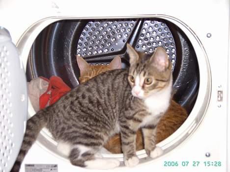 Huskat Bette Mis - En åben tørretumbler....med varmt tøj i....det skal da undersøges!! billede 6