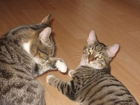 Huskat Bette Mis - Man skal holde hygiejnen i top!! billede 8