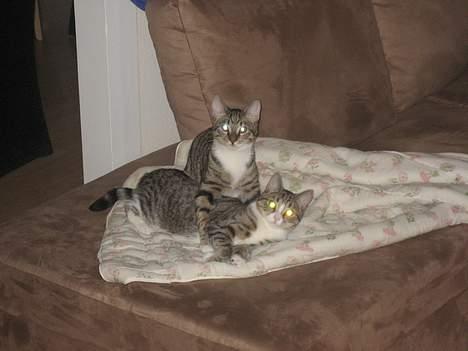 Huskat Bette Mis - CRAZYKITTENS....AKA Tarzan og Bette billede 9