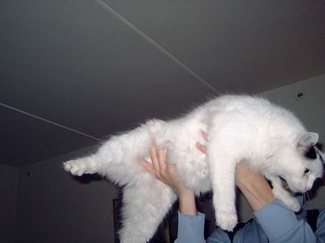 Norsk Skovkat Malle billede 13