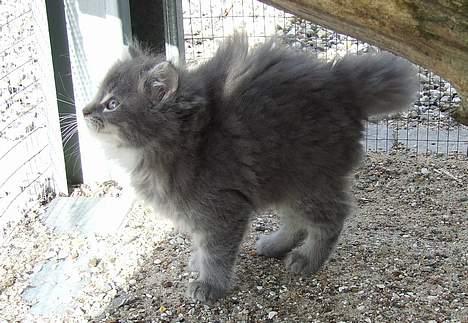 Maine Coon Doris - Doris der får vinden i pelsen billede 1