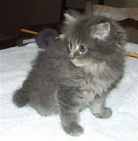 Maine Coon Doris - Doris da hun var 7 uger billede 2