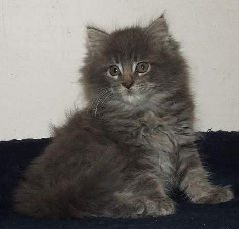 Maine Coon Doris - Her er Doris 9 uger billede 3