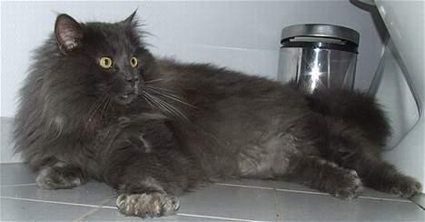 Maine Coon Doris - Doris´s far billede 4