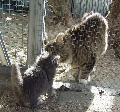 Maine Coon Doris - Doris som hilser på en der er lidt større ned hende selv billede 5