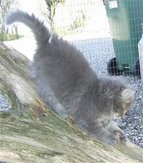 Maine Coon Doris - Doris elsker simpelthen at lege billede 6