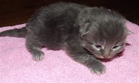 Maine Coon Doris - Doris kun få dage gammel billede 7