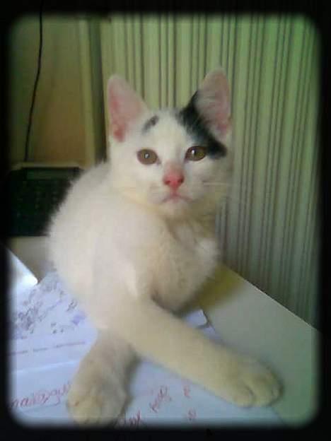 Huskat Angel  * Solgt :'( * - Hej med dig.. Velkommen til min profil.. :) billede 1