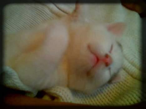 Huskat Angel  * Solgt :'( * - Jah.. Man bliver jo altid træt, når man oplever nye ting.. :) billede 2