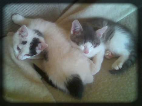 Huskat Angel  * Solgt :'( * - Mig og Buller i en hyggestund.. ;D billede 3