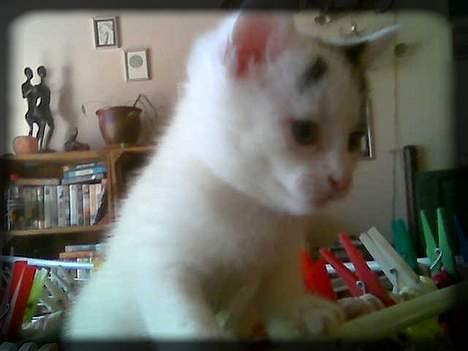 Huskat Angel  * Solgt :'( * - Her sidder jeg på tørrestativet.. =P billede 4