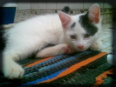 Huskat Angel  * Solgt :'( * - Sove på badeværelses tæppet.. :) billede 5