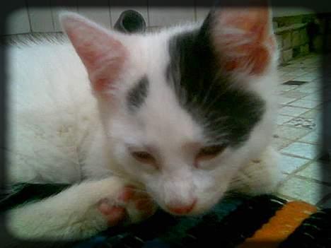 Huskat Angel  * Solgt :'( * - Sove på badeværelses tæppet igen.. :) billede 6