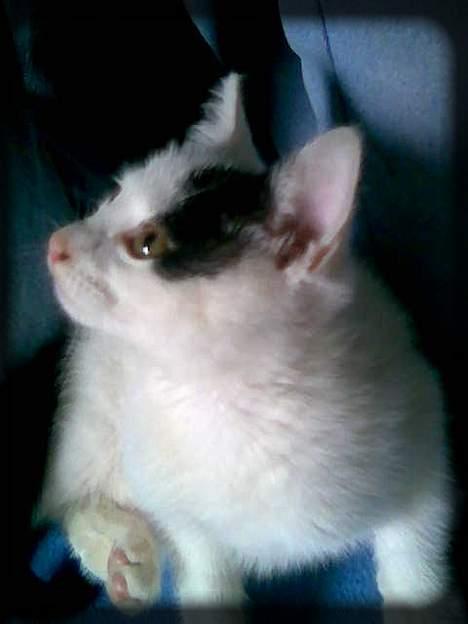 Huskat Angel  * Solgt :'( * - Hov!! Hvad var det?? billede 7