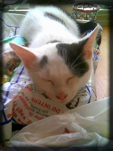 Huskat Angel  * Solgt :'( * - Her ligger jeg i en malingebakke.. :) billede 8