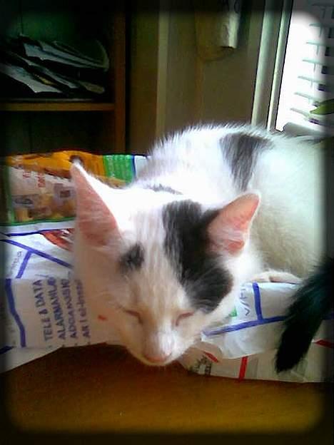 Huskat Angel  * Solgt :'( * - Igen i malingebakken.. :D billede 9