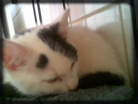 Huskat Angel  * Solgt :'( * - Sove på håndklæderne.. :) billede 10