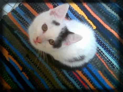 Huskat Angel  * Solgt :'( * - Hej med diig!! =P billede 11