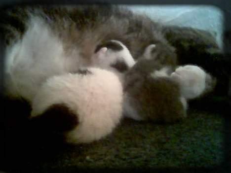 Huskat Angel  * Solgt :'( * - Mig og Buller få dage gamle.. Ligger og sover ved min mor.. <3 billede 12