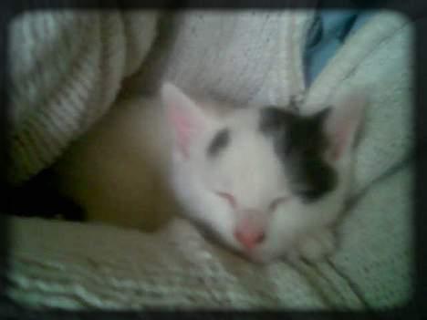 Huskat Angel  * Solgt :'( * - Altid trygt i mors arme.. :) billede 13