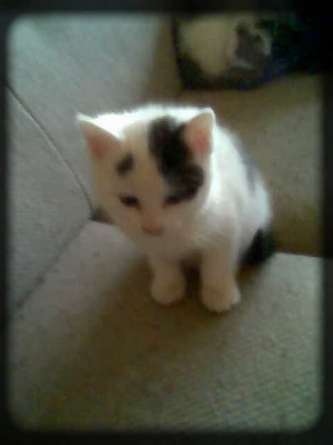 Huskat Angel  * Solgt :'( * - Kuk kuk!! billede 14