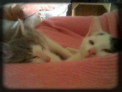 Huskat Angel  * Solgt :'( * - Mig og Buller igen.. :) billede 15