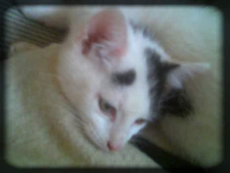 Huskat Angel  * Solgt :'( * - Arh.. Sove med tæppe på!! ;D billede 16