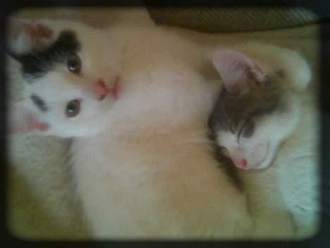 Huskat Angel  * Solgt :'( * - Buller får lige et knus, fordi jeg elsker ham sådan!! =P billede 17