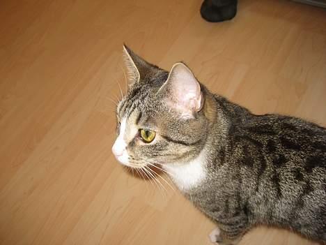 Huskat Bette Mis - "Jeg holder øje med jer"! billede 10