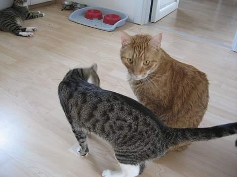 Huskat Bette Mis - Tæt på Garfield som altid.... billede 11