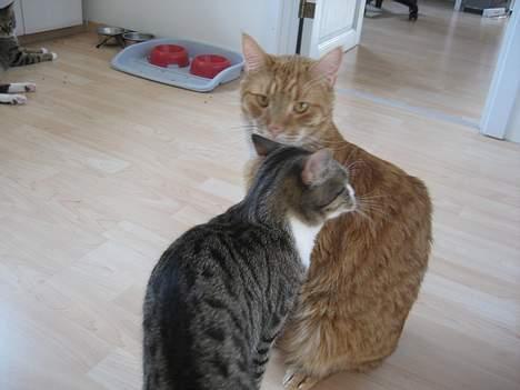 Huskat Bette Mis - "Kæl med mig Garfield!!" billede 12