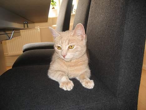 Blanding af racer Futte - Futtes yndlings-sovested.... billede 9