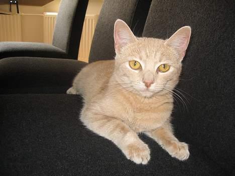 Blanding af racer Futte - hvor ser hun træt ud... billede 10