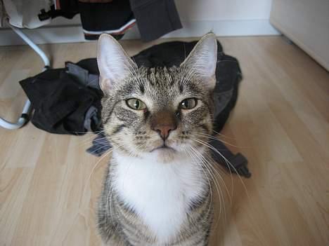 Huskat Tarzan - HEJ!! billede 7