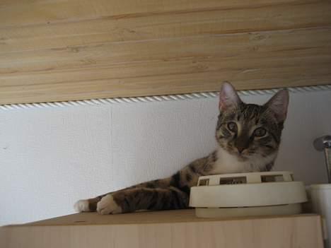 Huskat Tarzan - Tarzan elsker at ligge oppe på vores skab i badeværelset.....så kan man ligge og holde øje med det hele!! billede 8