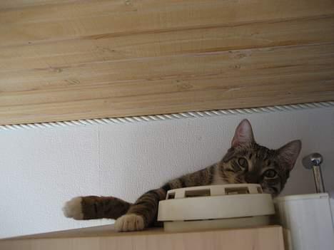 Huskat Tarzan - "Hvis jeg gemmer mig, så kan hun ikke så mig!" billede 9