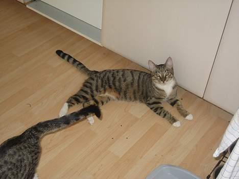 Huskat Tarzan - Tarzan venter....som sædvanlig....på at madskålen bliver fyldt op! billede 10