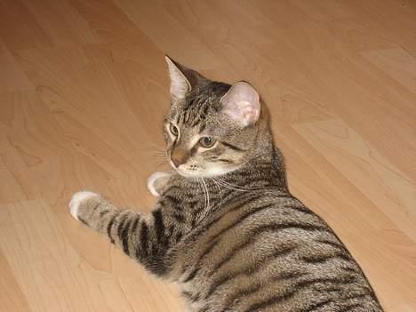 Huskat Tarzan - Så væltede man lige omkuld!! billede 11