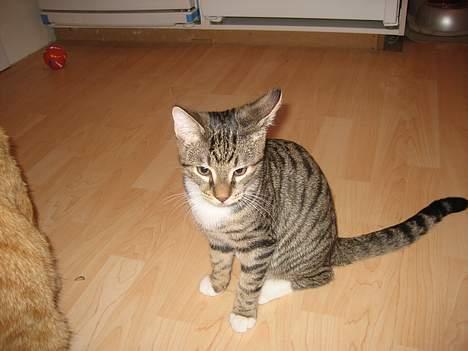 Huskat Tarzan - så sød han er!!! billede 12