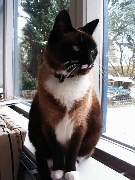 Siameser Kisser billede 1