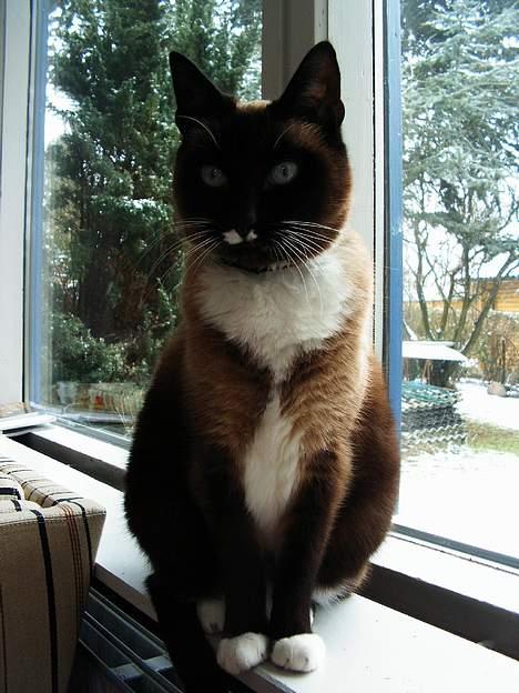 Siameser Kisser billede 2